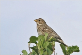 <p>STRNAD LUČNÍ (Emberiza calandra) okolí Rumburku ----- /Corn bunting - Grauammer/</p>